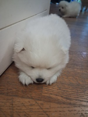 Adorables bébés spitz japonais cherche famille responsable