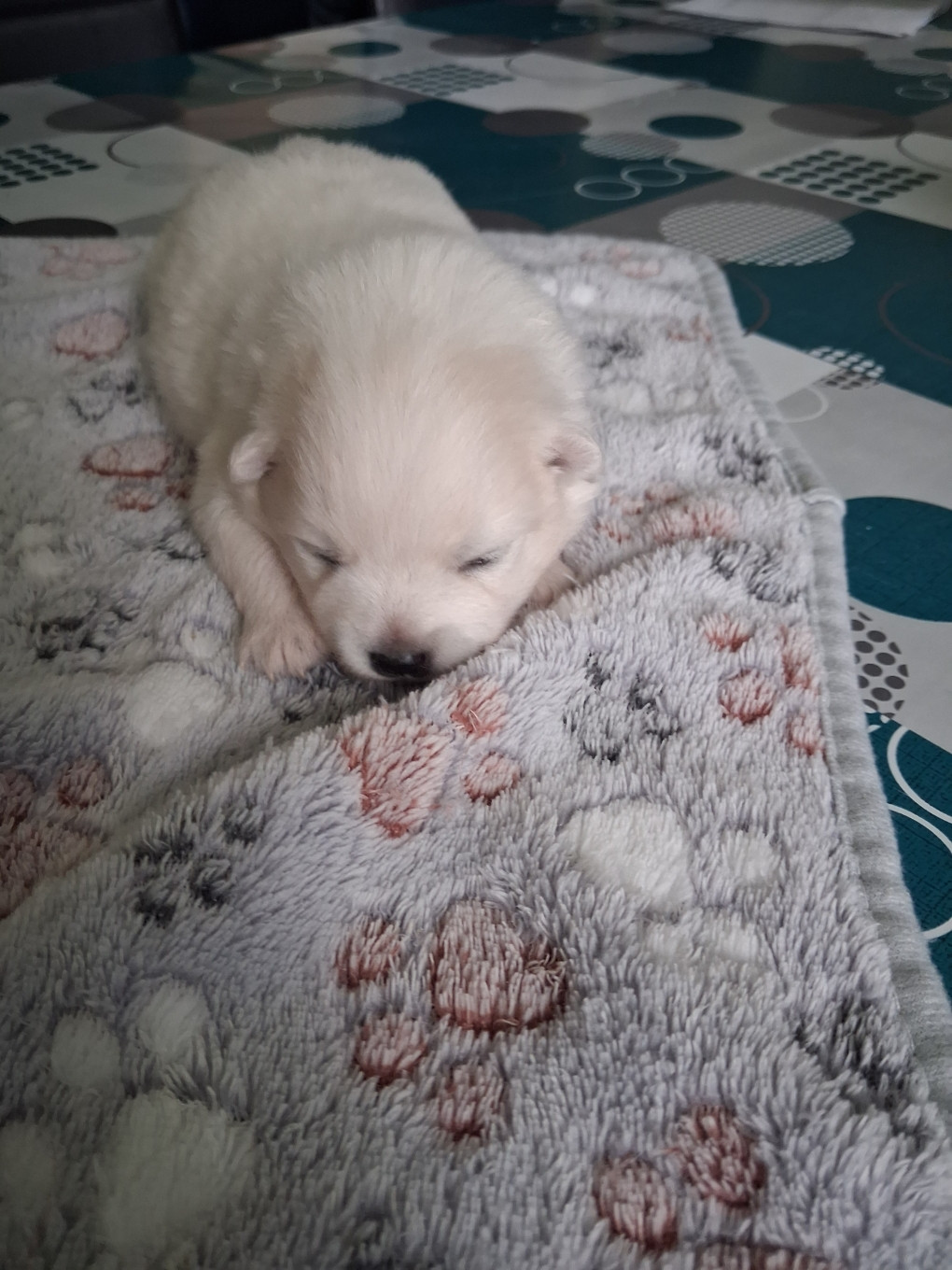 uma - Chiots disponibles - Spitz japonais