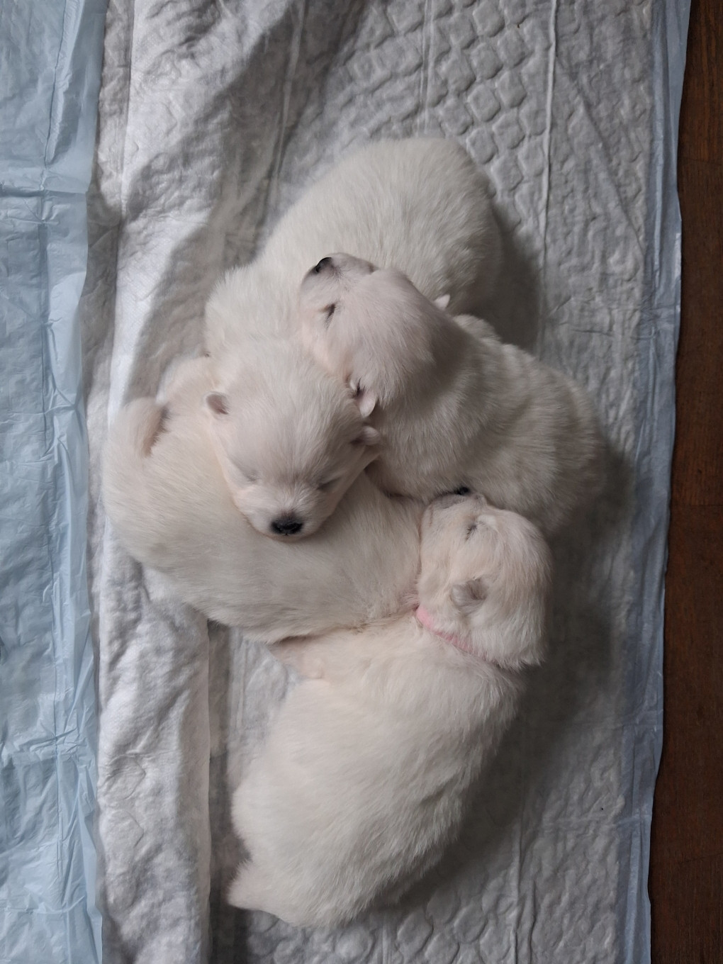 uma - Chiots disponibles - Spitz japonais