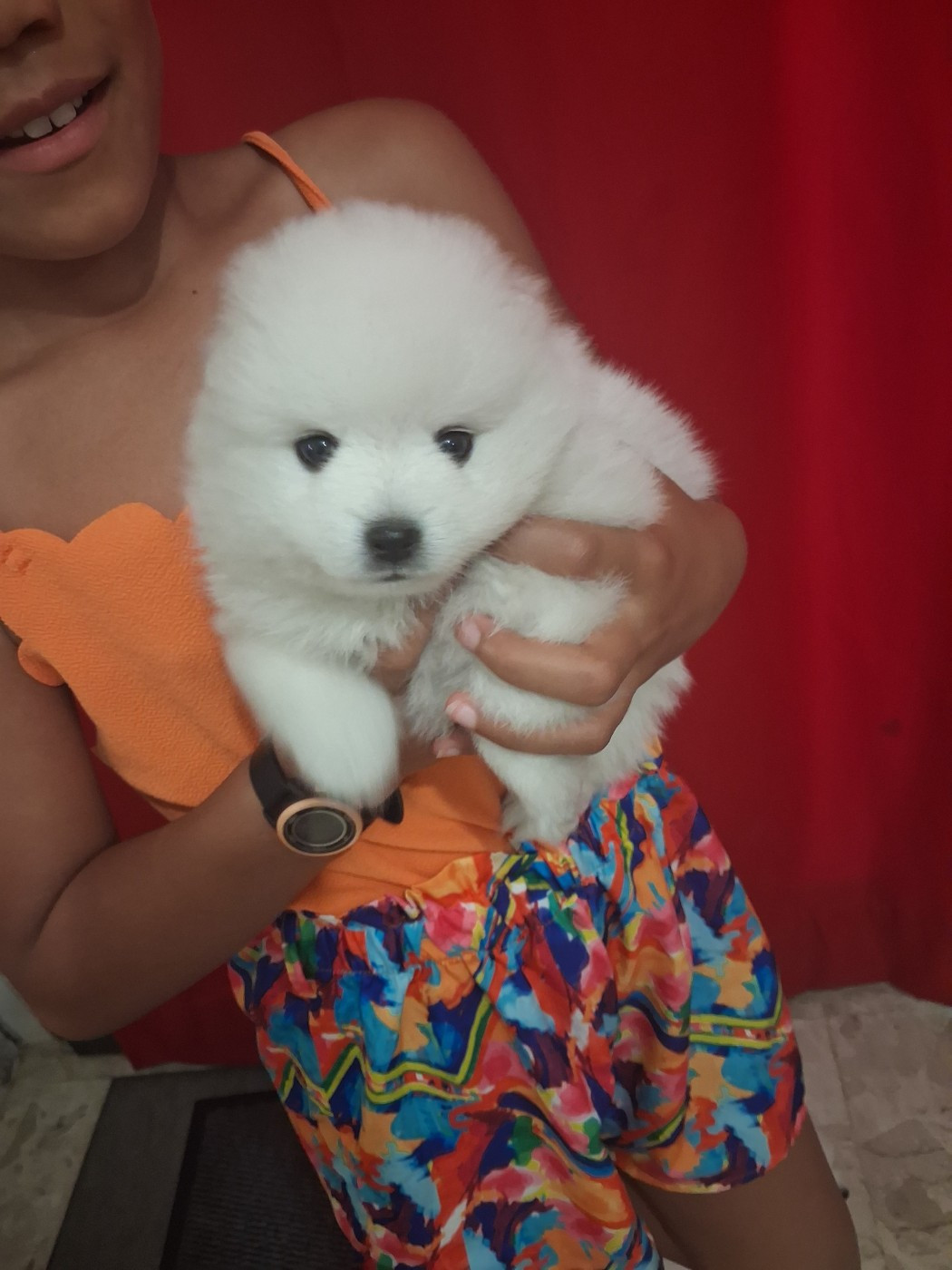 uma - Chiots disponibles - Spitz japonais