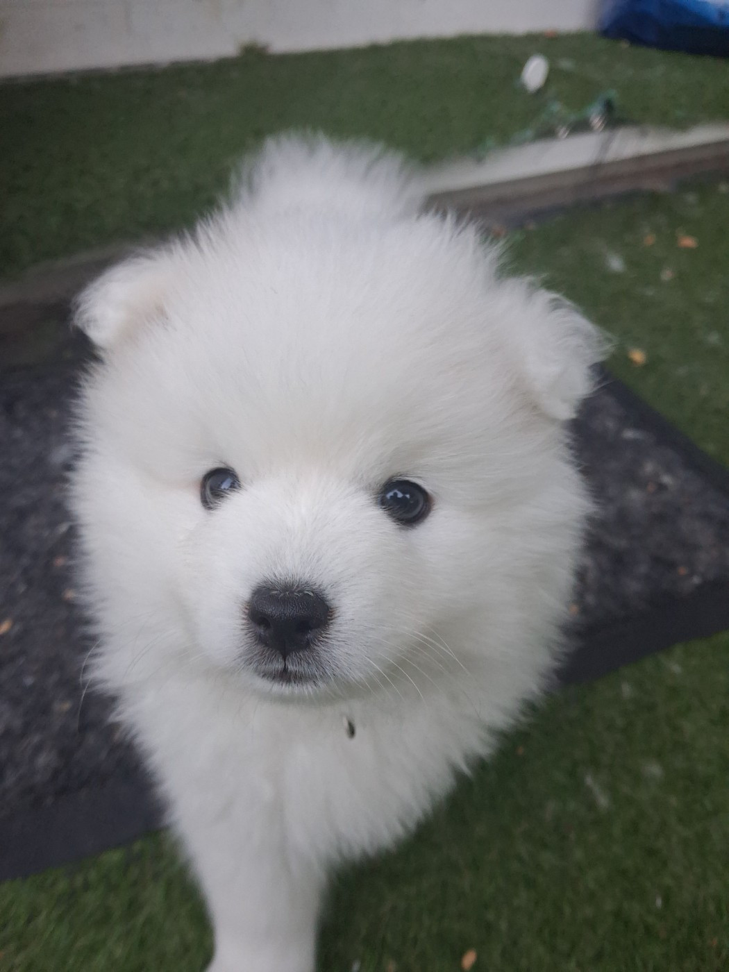 uma - Chiots disponibles - Spitz japonais