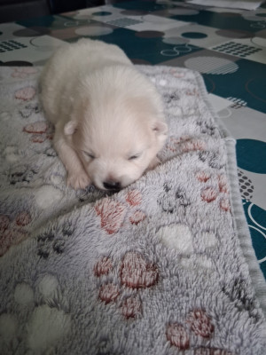 BOBBY