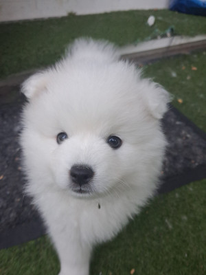 BELLA